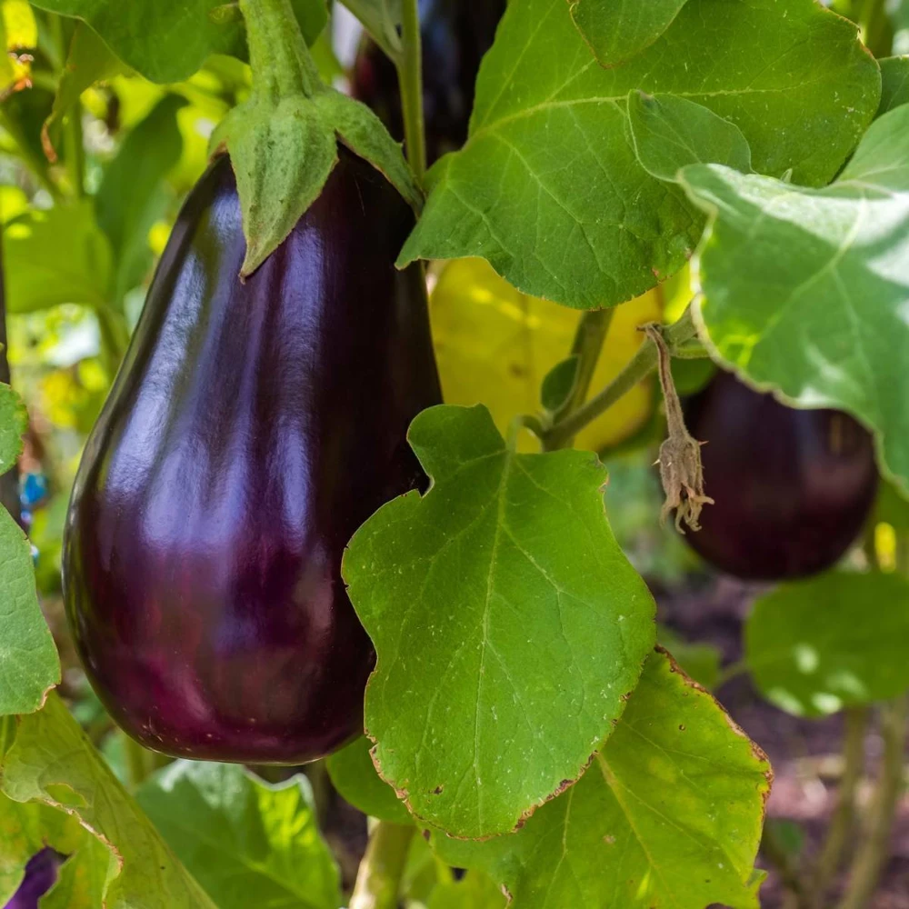 Florida Market Eggplant Seeds - Heirloom Vegetable Seeds for Home Gardens - Image 1
