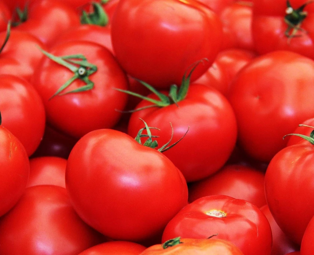 Floridade Tomato Seeds - Heirloom, Determinate, Hot/Humid, Easy Grow - Image 2