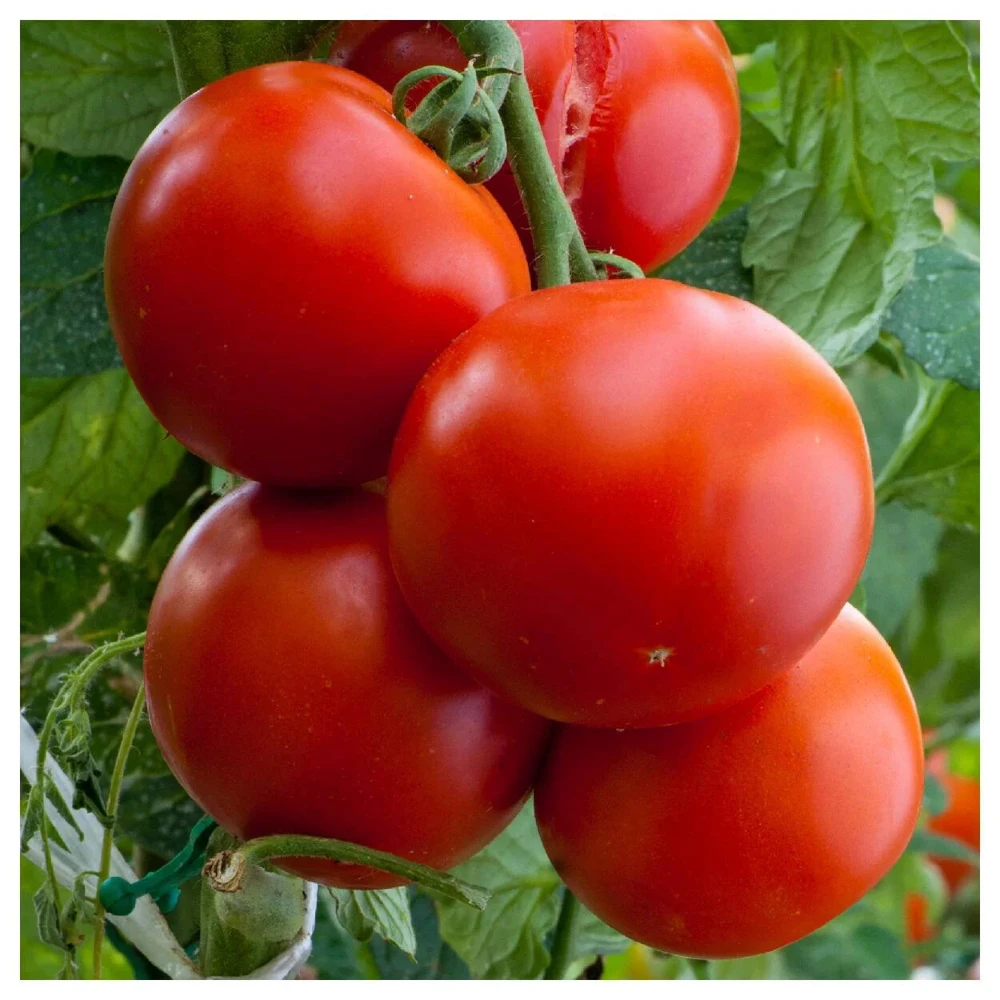 Floridade Tomato Seeds - Heirloom, Determinate, Hot/Humid, Easy Grow - Image 1