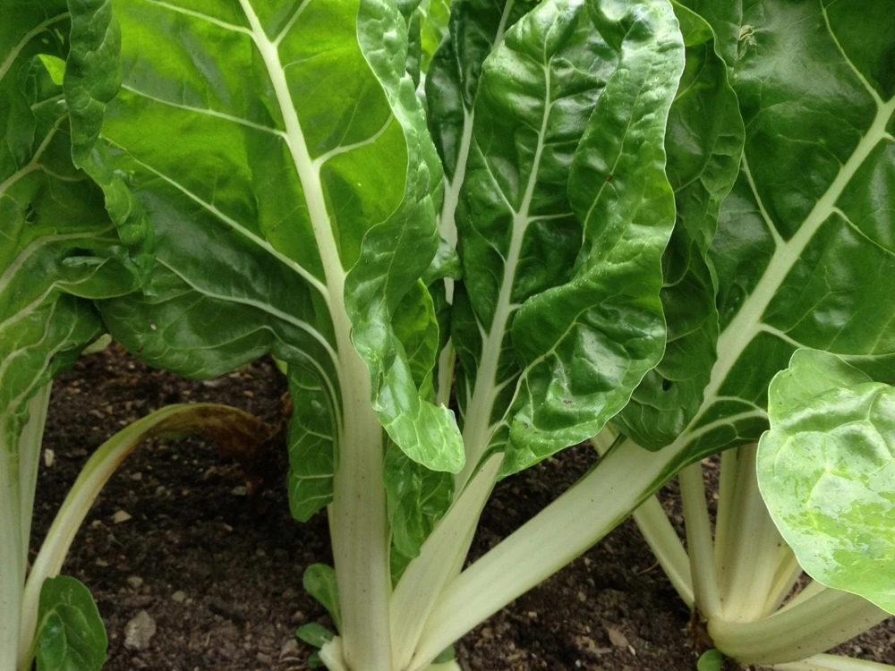 Fordhook Giant Swiss Chard Seeds - Heirloom Salad Greens, Easy Grow - Image 1