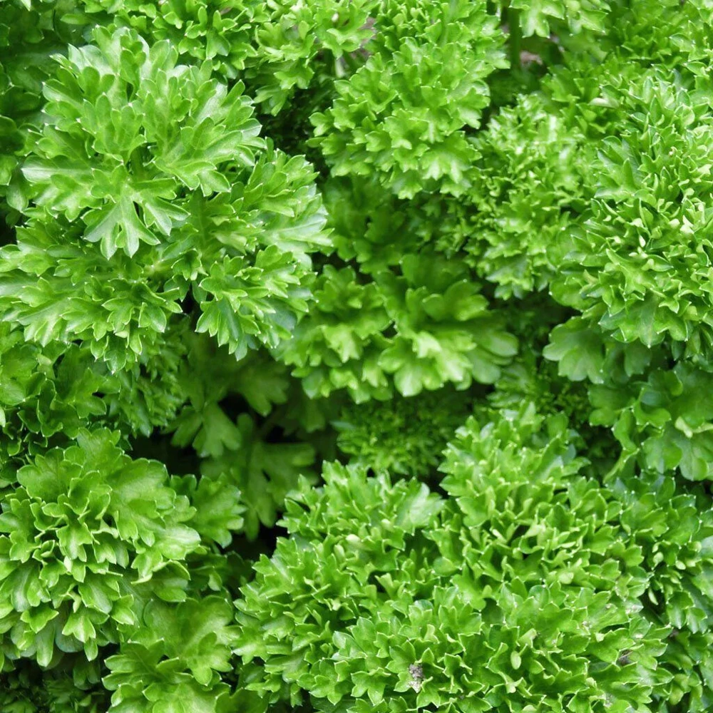 Forest Green Parsley Seeds - Heirloom Herb Seeds for Indoor & Outdoor Gardens - Image 1