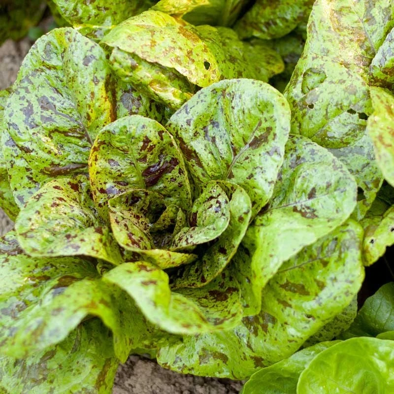 Freckles Romaine Lettuce Seeds - Crimson Spotted, Heat Tolerant - Image 2