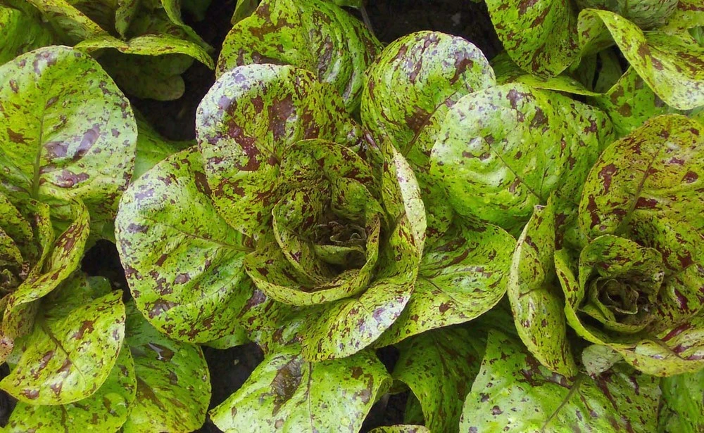 Freckles Romaine Lettuce Seeds - Crimson Spotted, Heat Tolerant - Image 1