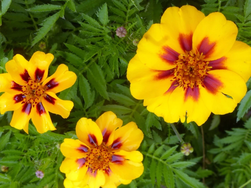 French Marigold Dainty Marietta Flower Seeds - Yellow & Maroon - Outdoor - Image 1