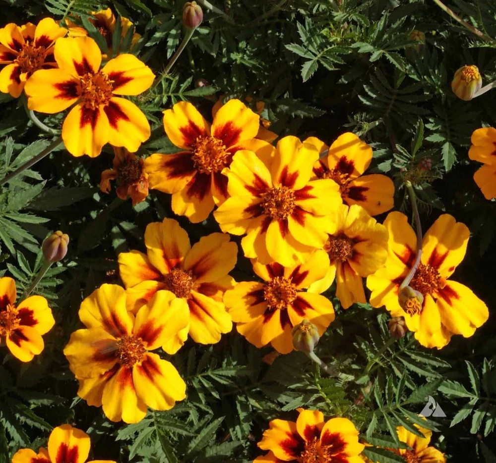 French Marigold Naughty Marietta Seeds - Dwarf Compact, Yellow & Maroon Flower Seeds - Image 2