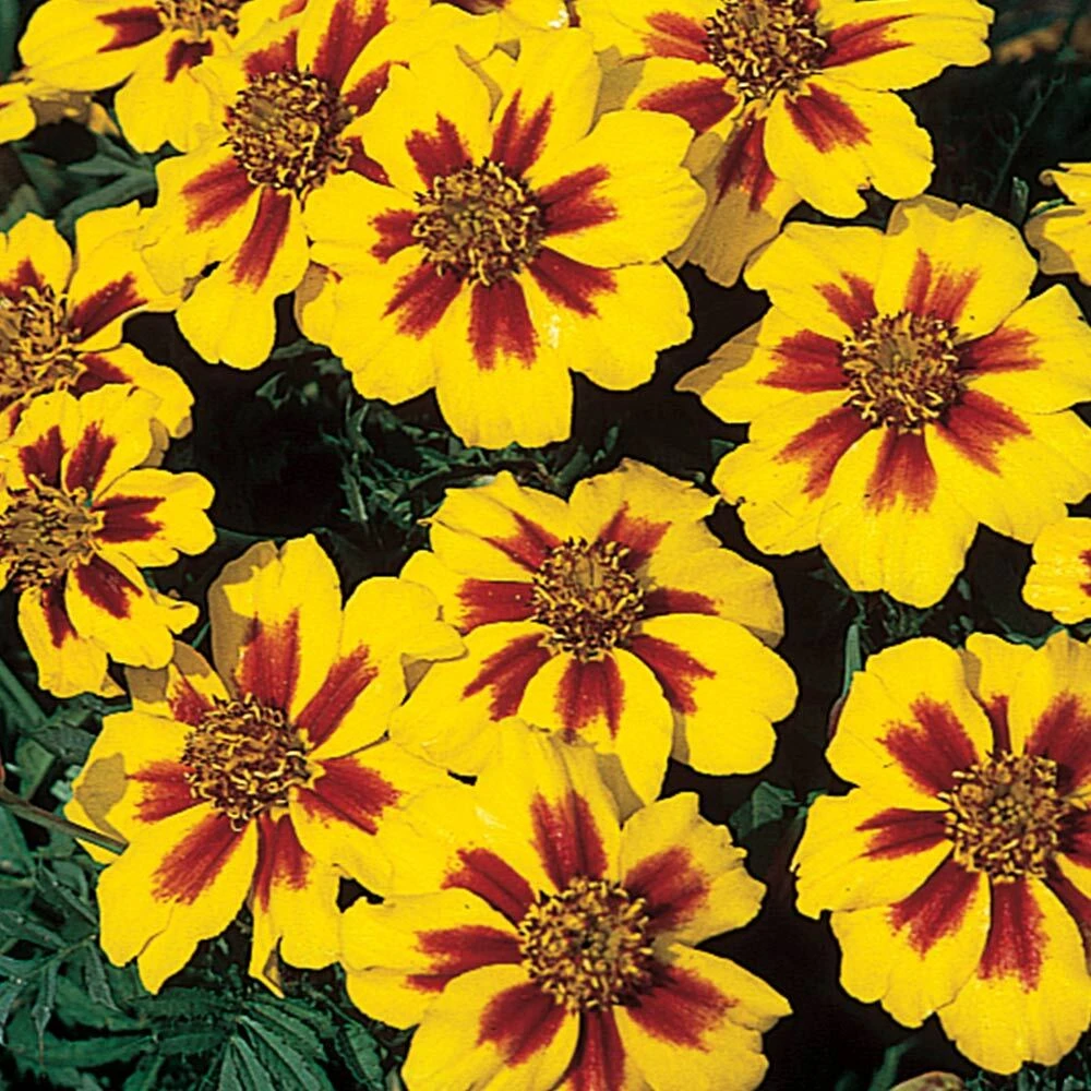 French Marigold Naughty Marietta Seeds - Dwarf Compact, Yellow & Maroon Flower Seeds - Image 1