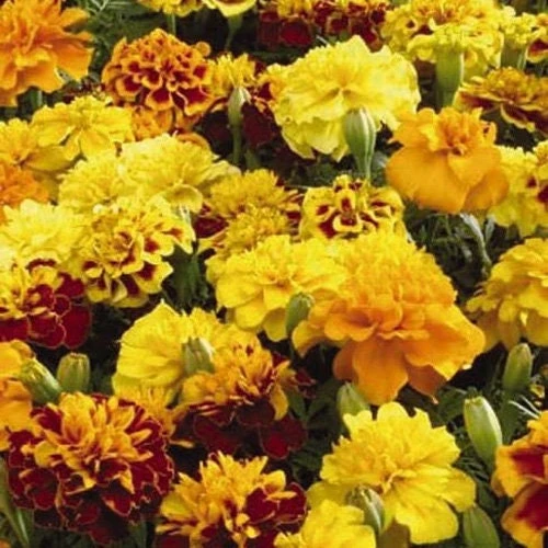 French Marigold Seeds – Tagetes Patula Little Hero Mix – 300 Flower Seeds – Outdoor - Image 1