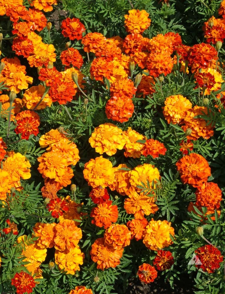 French Marigold Sparky Mix Flower Seeds - Multicolor Annual Outdoor - Image 2
