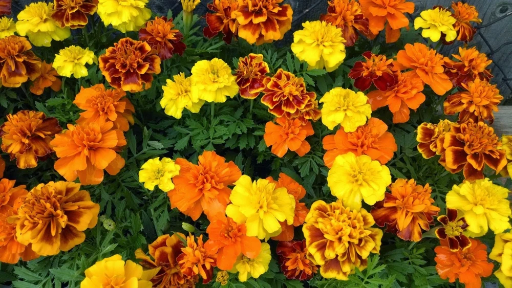 French Marigold Sparky Mix Flower Seeds - Multicolor Annual Outdoor - Image 1
