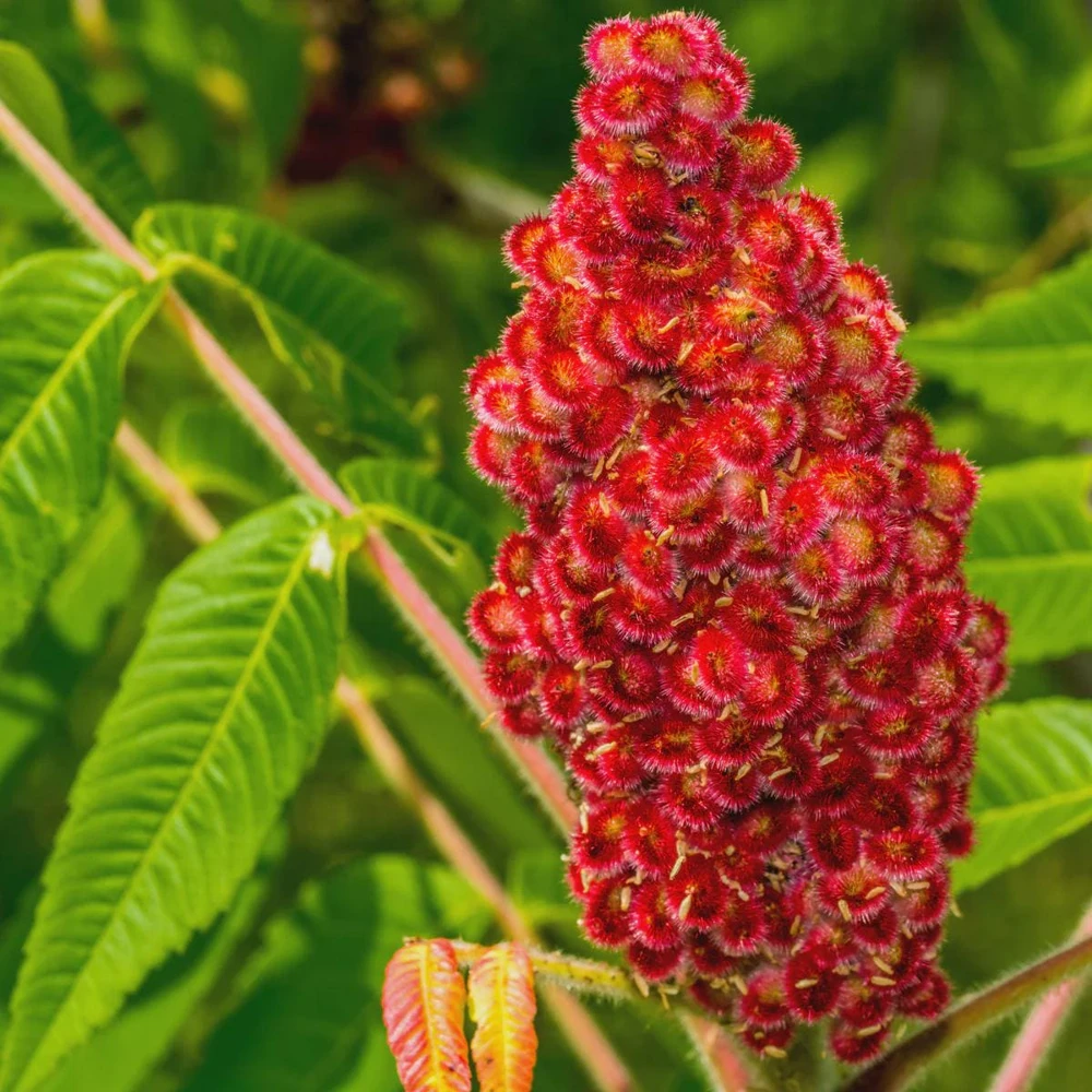 Fuzzy Staghorn Sumac Live Plant – Rhus typhina Shrub – 6-12" Tall Bare Root – Outdoor Ornamental - Image 1