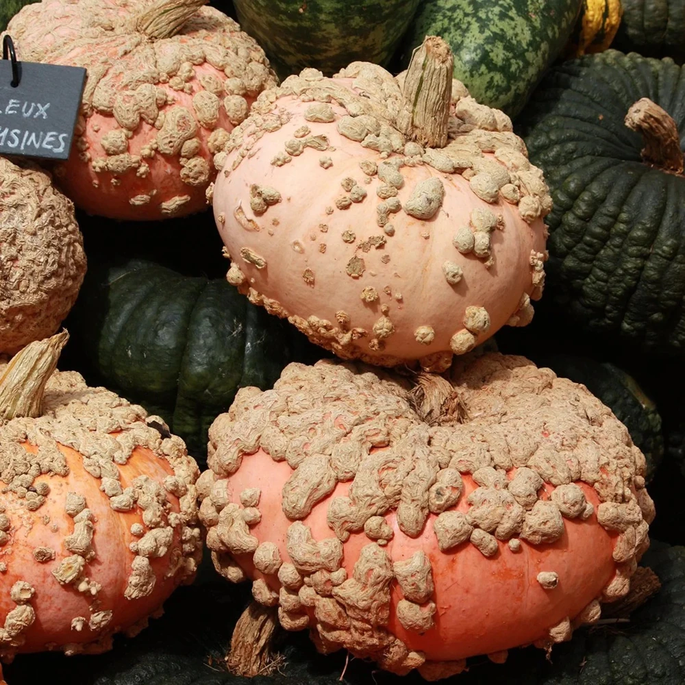 Galeux d'Eysines Winter Squash Seeds - Peanut Pumpkin - Annual - Image 2