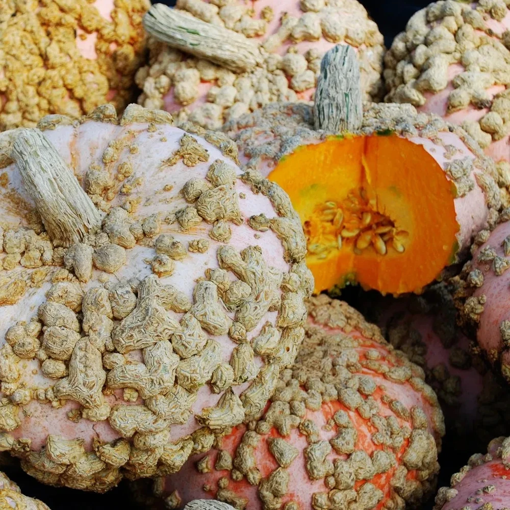 Galeux d'Eysines Winter Squash Seeds - Peanut Pumpkin - Annual - Image 1