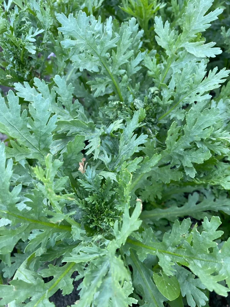 Garland Chrysanthemum Seeds - Shungiku Tong Ho Vegetable Seeds - Annual, Easy Grow, Full Sun - Image 1