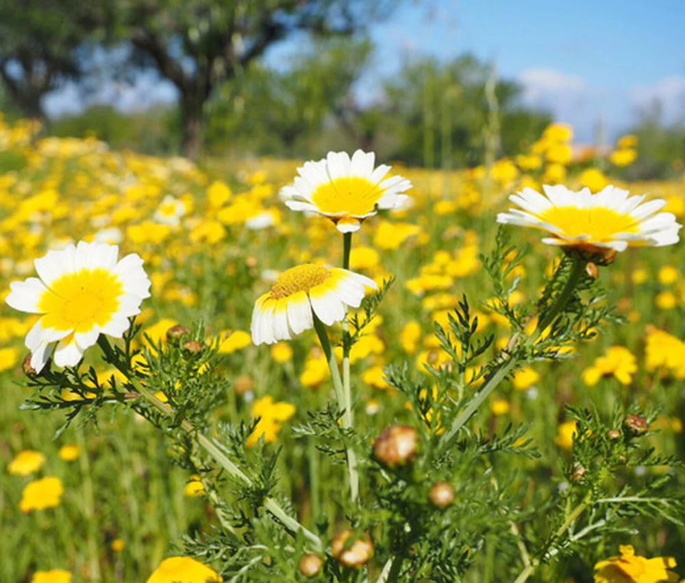 Garland Daisy Mix Seeds - Chrysanthemum coronarium - Annual Flower Seeds - Image 1