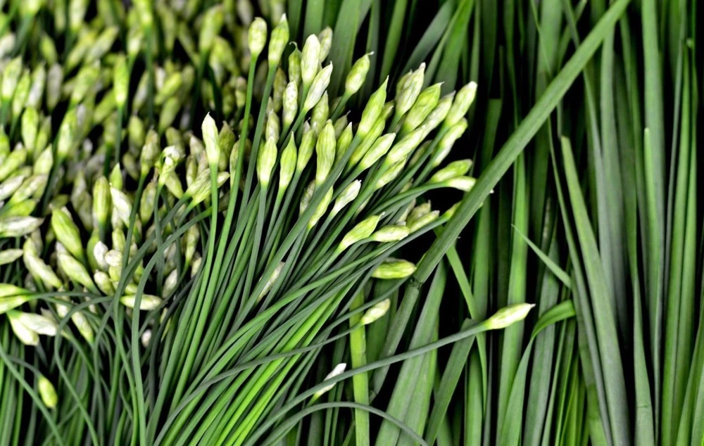 Garlic Chive Seeds - Allium Tuberosum Herb Seeds - Heirloom, Perennial, Easy Grow, Indoor/Outdoor - Image 1