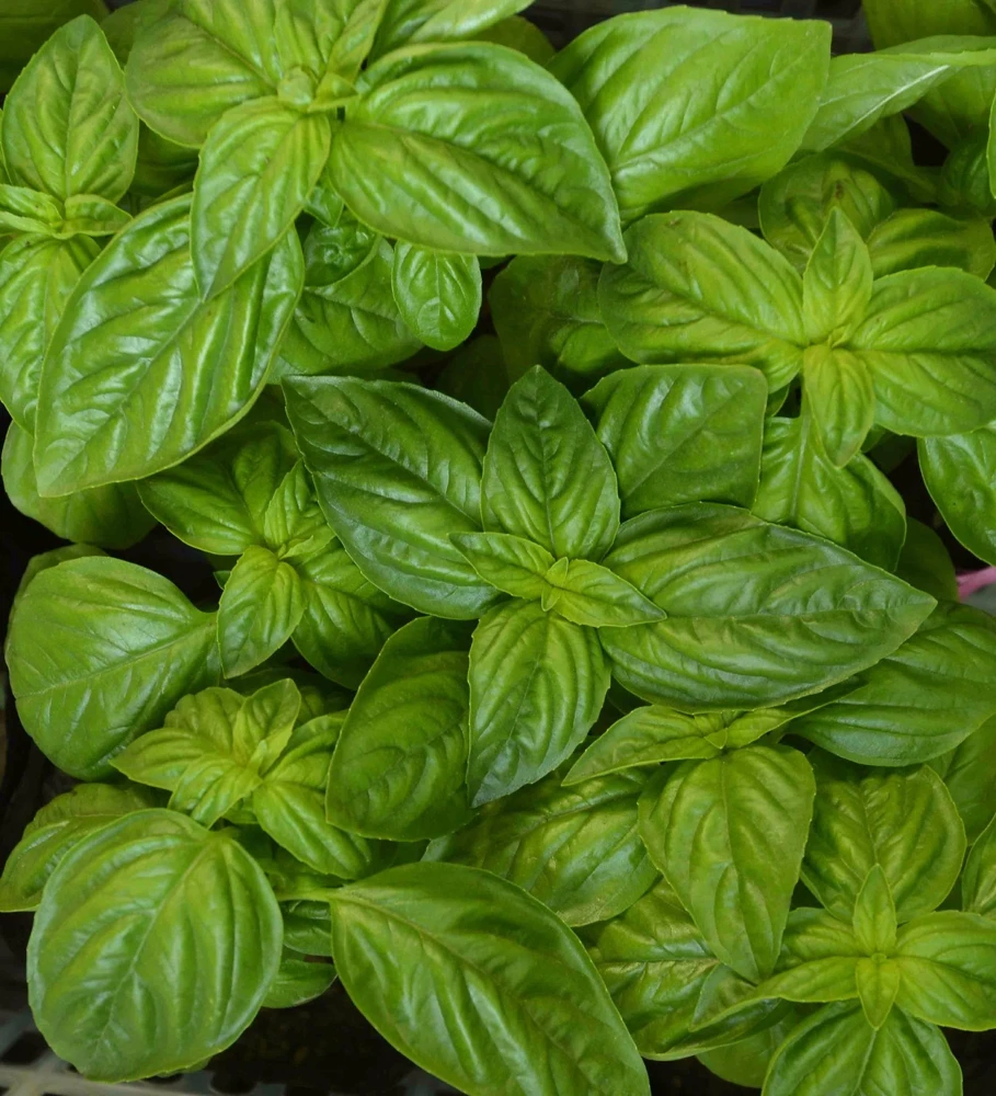 Genovese Basil Herb Seeds - Heirloom, Easy to Grow, Annual - Image 1
