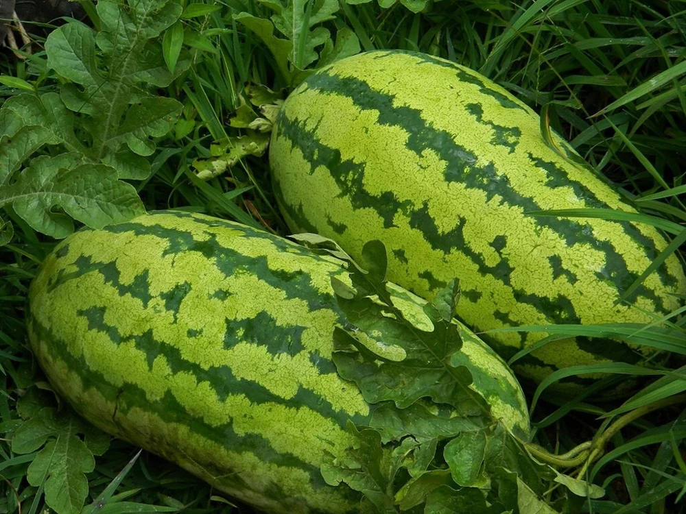 Georgia Rattlesnake Watermelon Seeds - Large, Sweet Fruit, Easy to Grow, Outdoor - Image 1