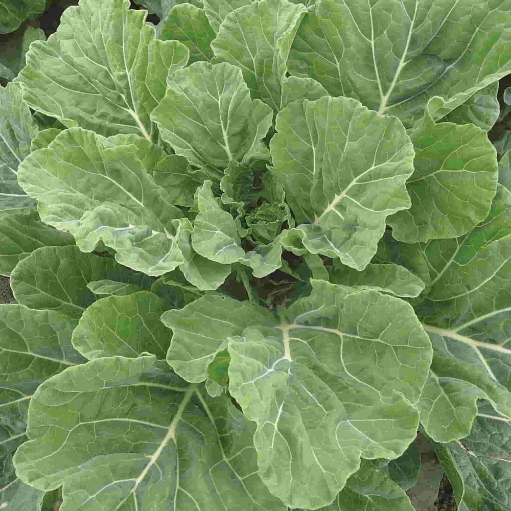 Georgia Southern Collard Seeds - Creole Vegetable Seeds, Easy to Grow - Image 1