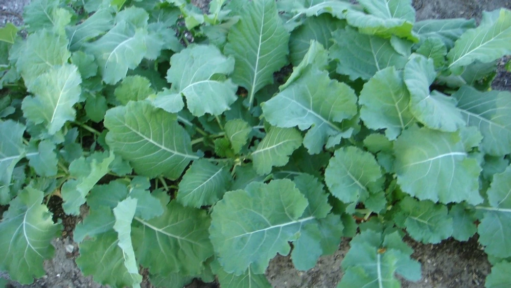 Georgia Southern Collard Seeds - Creole Vegetable Seeds, Easy to Grow - Image 2