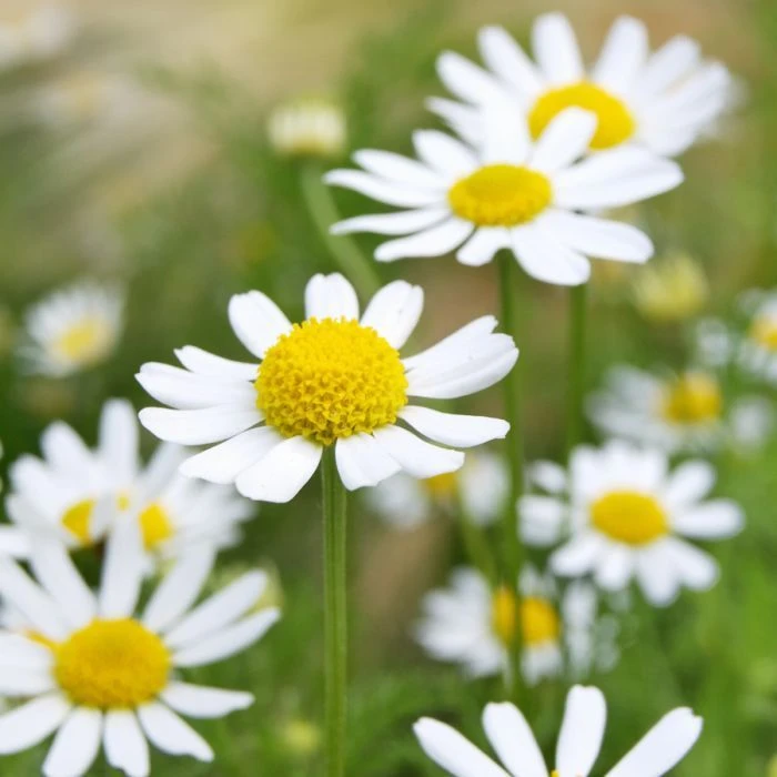 German Chamomile Seeds - Herbal Tea, Scented Mayweed - Outdoor - Image 1