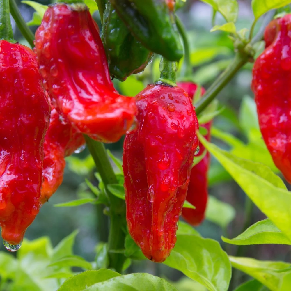 Ghost Pepper Seeds - Bhut Jolokia Extreme Hot Pepper Seeds, Red, Annual - Image 1