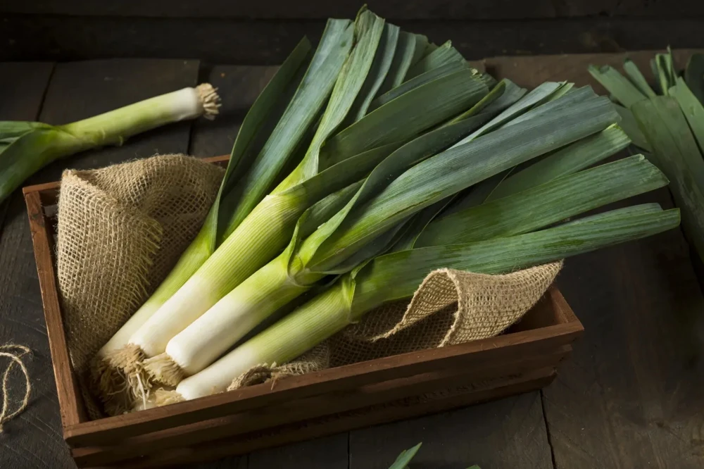 Giant Musselburgh Leek Seeds - Heirloom Vegetable Seeds for Outdoor Growing - Image 1