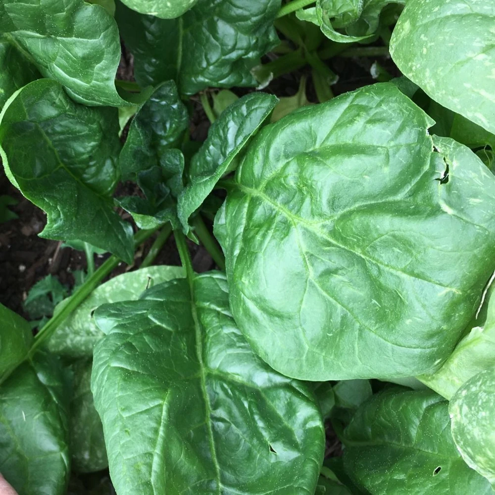 Giant Noble Spinach Seeds – Heirloom Vegetable Seeds – Outdoor – Green - Image 1