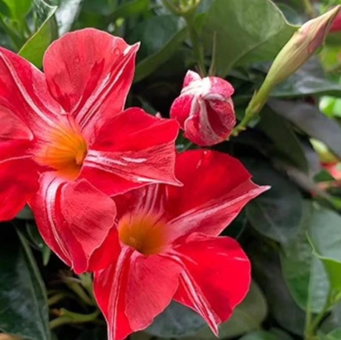 Giant Stars and Stripes Mandevilla Plant - 10-14" Tall - Ship No Pot - Red, White Flowering Vine for Patio, Trellis & Garden - Image 1