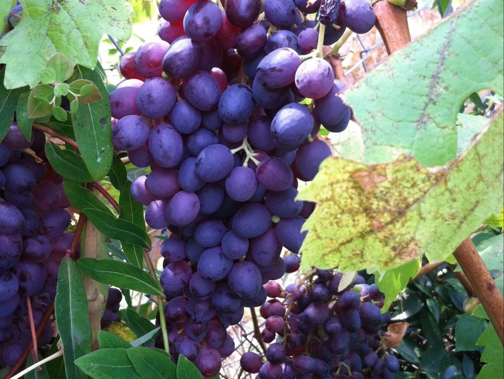 Glenora Seedless Grape Vine Live Plants - 2 Pack, 1-2 Year Old, Outdoor, Full Sun - Image 1