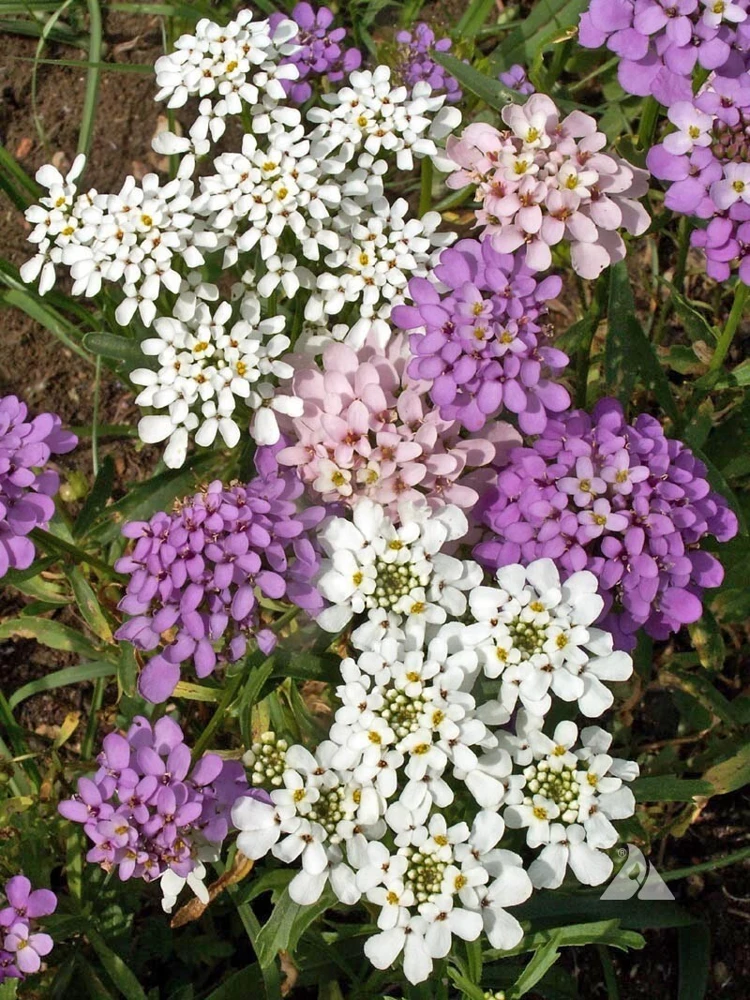 Globe Candytuft Seeds - Iberis umbellata - Colorful Annual Blooms - Image 1