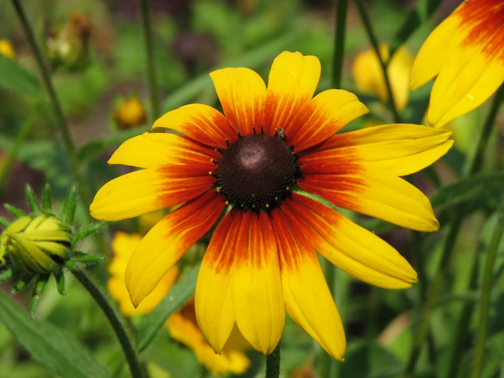 Gloriosa Daisy Flower Seeds - Rudbeckia hirta - Yellow & Brown Blooms - Outdoor - Image 1