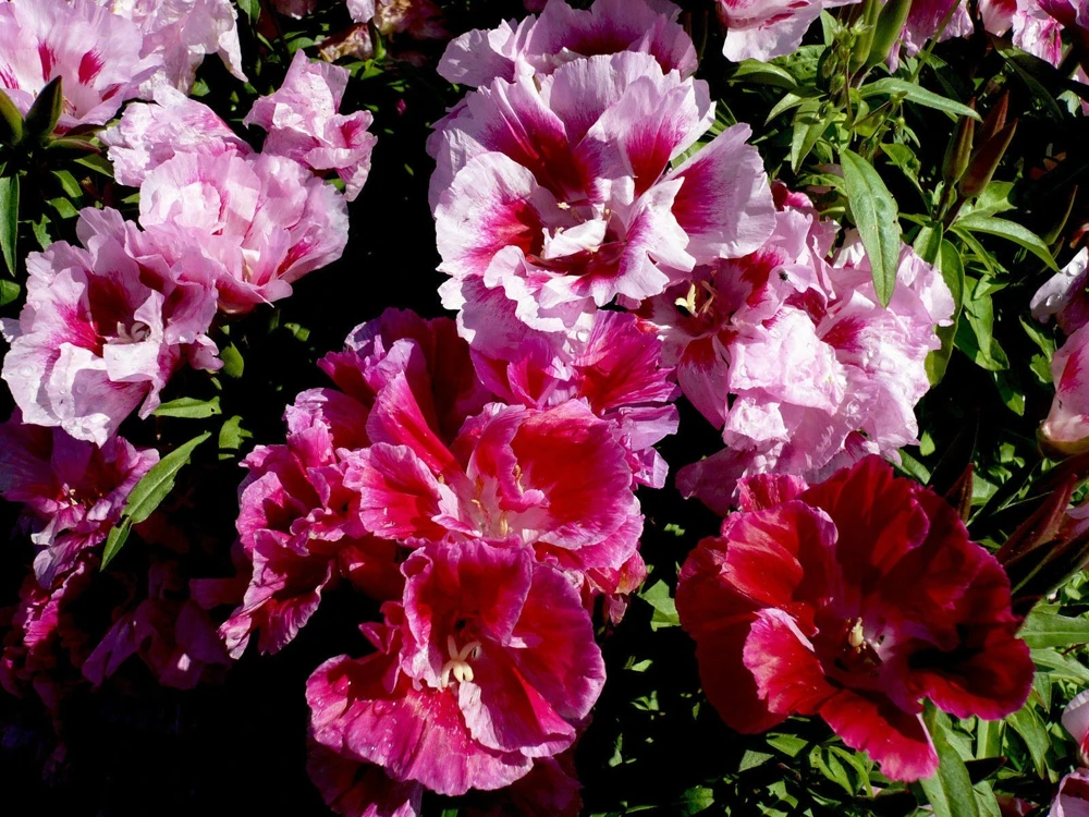 Godetia Azalea Mix Seeds - Dwarf Double Satin Flower, Pink, Rose, Lavender, Crimson, Annual, Outdoor - Image 1