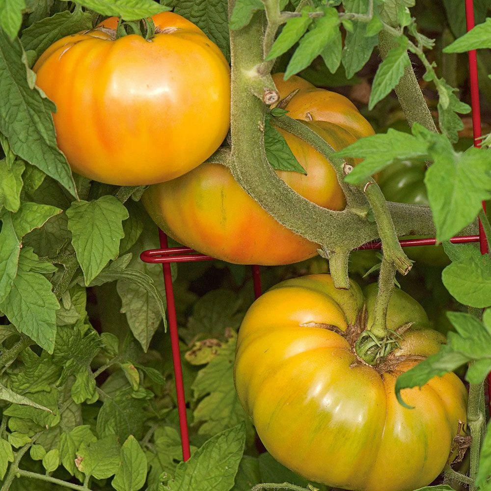 Gold Medal Tomato Seeds - Heirloom Golden-Orange, Low Acidity Tomato, 15 Seeds - Image 2
