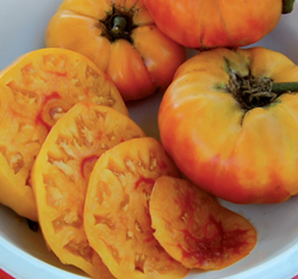 Gold Medal Tomato Seeds - Heirloom Golden-Orange, Low Acidity Tomato, 15 Seeds - Image 1
