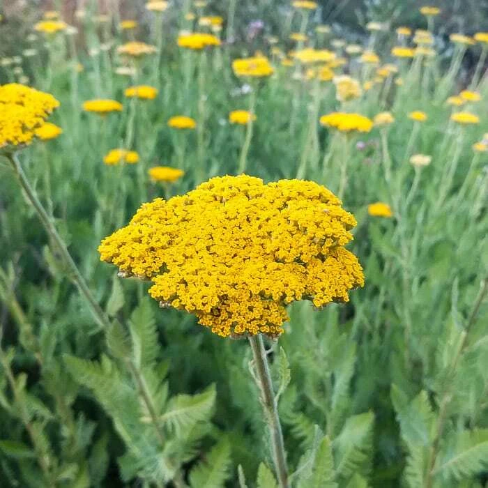 Gold Yarrow Seeds - Easy Grow Perennial Flower Seeds for Outdoors - Image 1