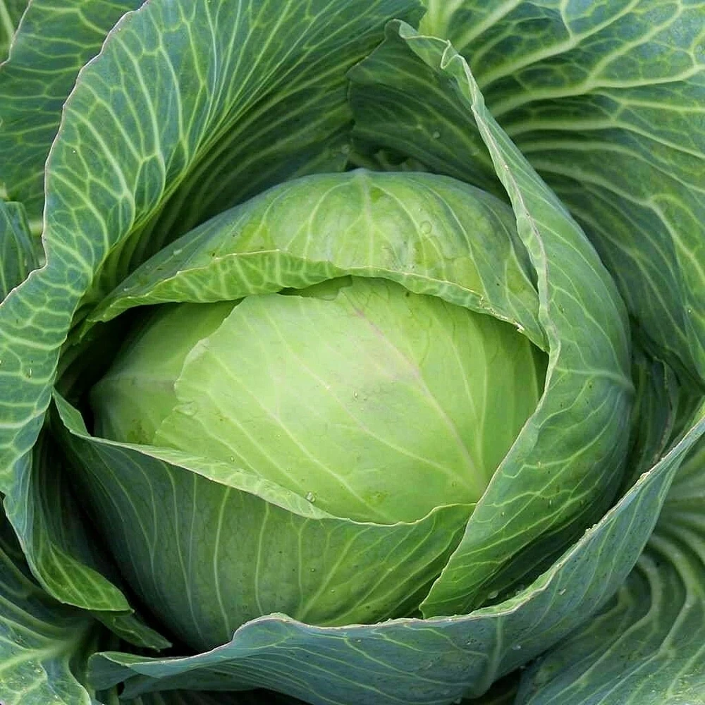 Golden Acre Cabbage Seeds - Annual Vegetable Seeds - Easy to Grow - Image 1