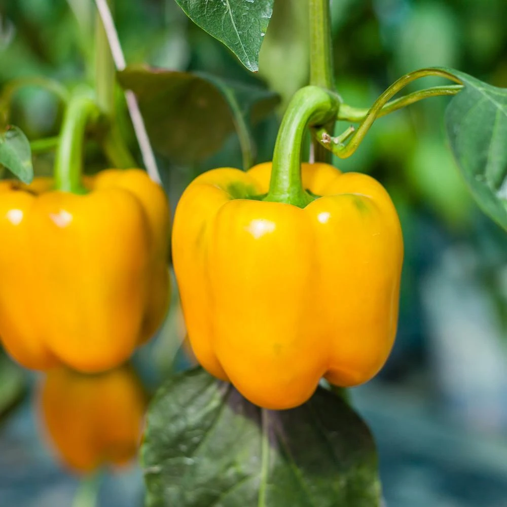 Golden Cal Wonder Sweet Bell Pepper Seeds - Heirloom Vegetable Seeds - Image 1