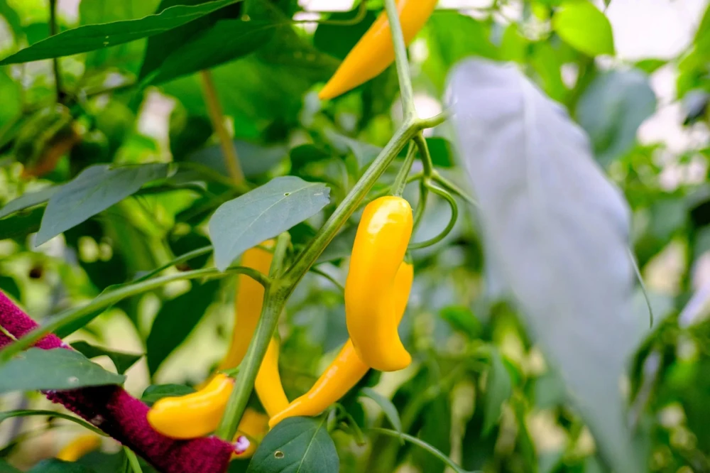 Golden Cayenne Pepper Seeds - Medium to High Heat, Annual, Full Sun - Image 1