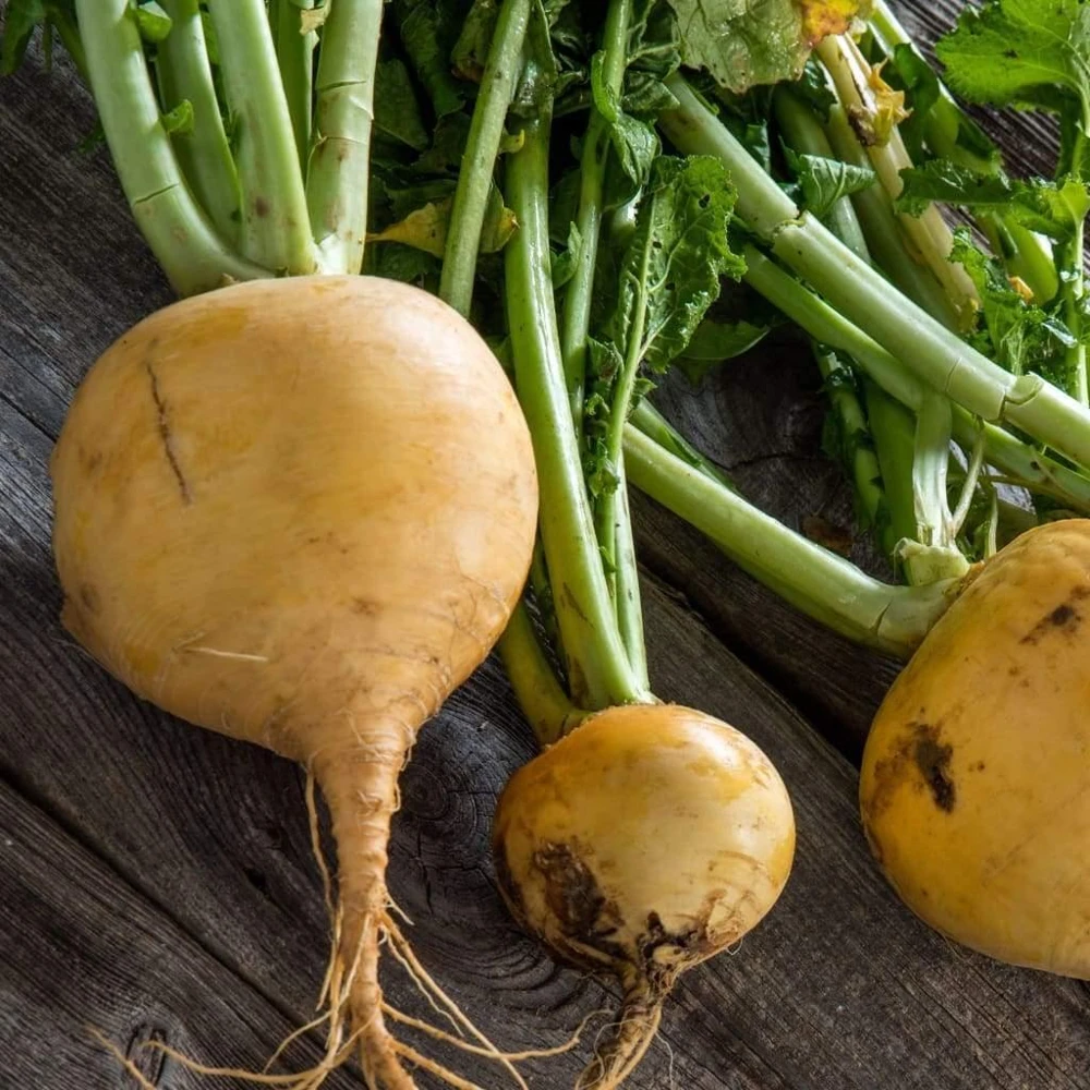 Golden Globe Turnip Seeds - Easy to Grow Vegetable Seeds, Annual, Outdoor - Image 1