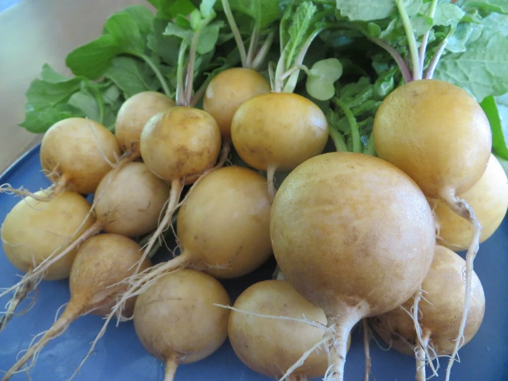 Golden Helios Radish Seeds - Rare Heirloom Vegetable Seeds - Outdoor - Image 2