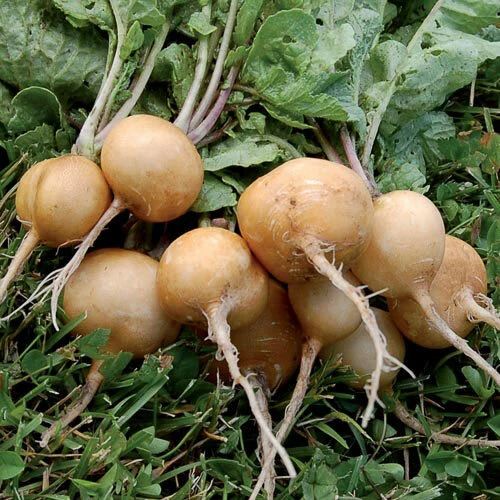 Golden Helios Radish Seeds - Rare Heirloom Vegetable Seeds - Outdoor - Image 1