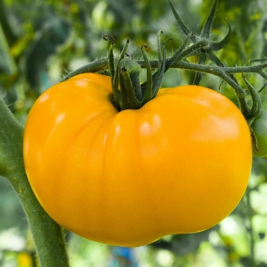 Golden Jubilee Tomato Seeds – 50 Seeds – Golden-Orange Fruit – Outdoor - Image 2