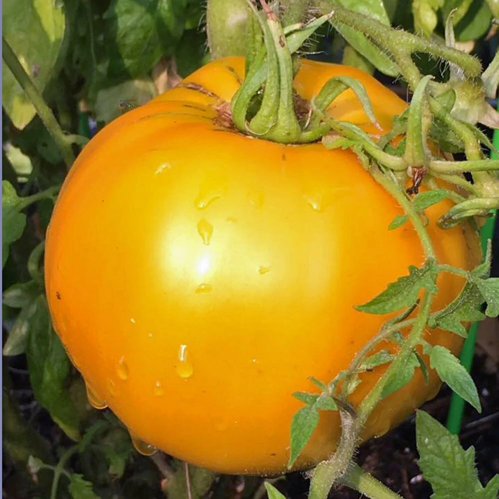 Golden Jubilee Tomato Seeds – 50 Seeds – Golden-Orange Fruit – Outdoor - Image 1
