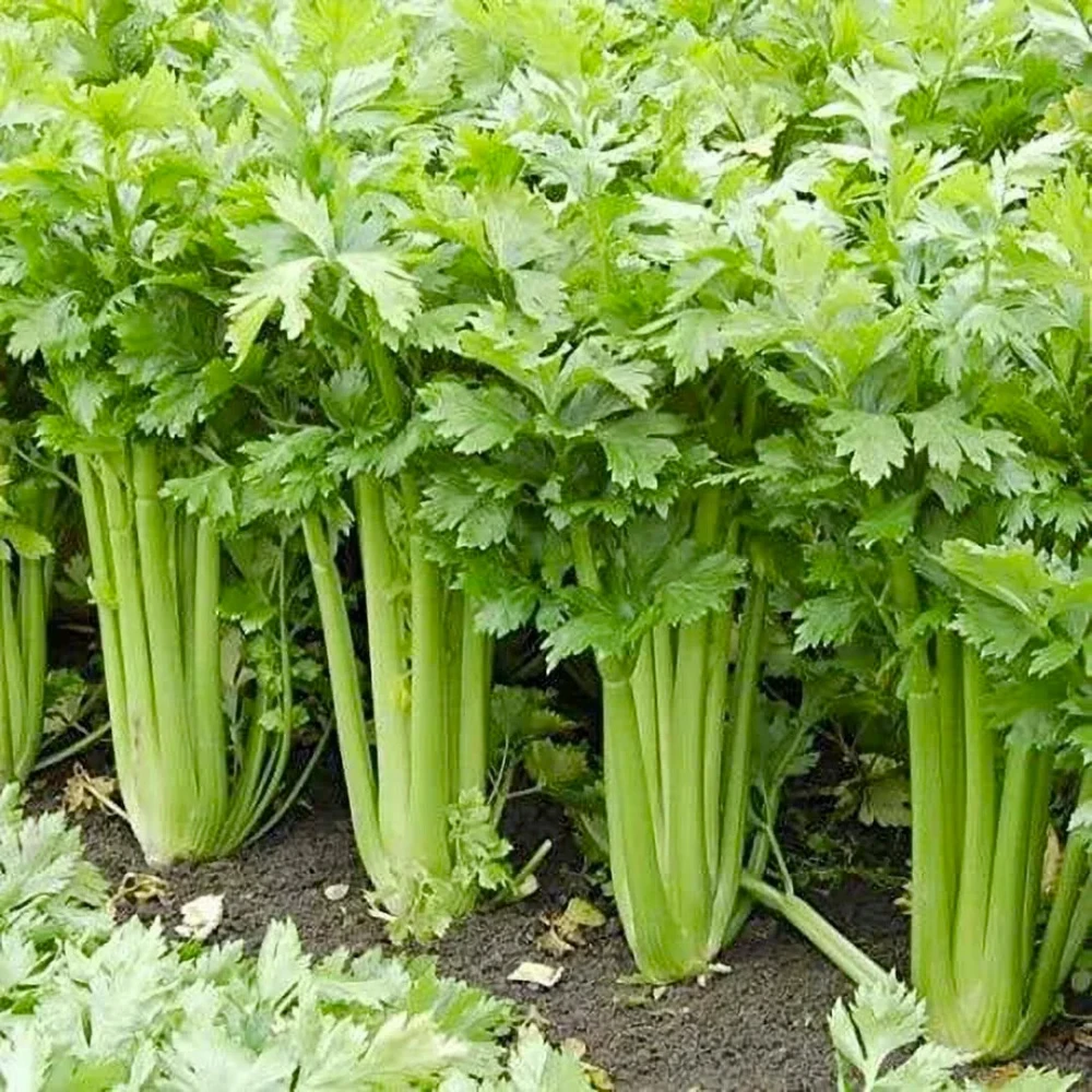 Golden Pascal Celery Seeds - Stringless Heirloom Vegetable Seeds, Gold Celery, Easy Grow - Image 2