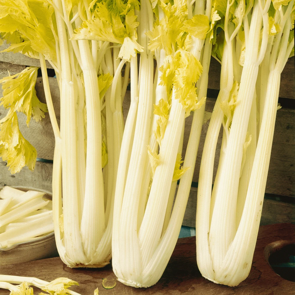 Golden Pascal Celery Seeds - Stringless Heirloom Vegetable Seeds, Gold Celery, Easy Grow - Image 1