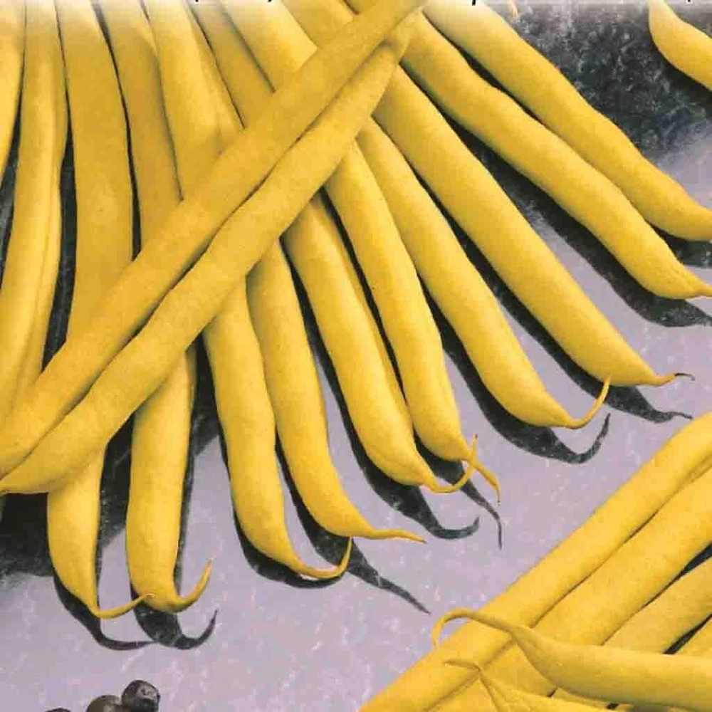 Golden Wax Bush Bean Seeds - Heirloom Stringless Gold Wax Green Bean Seeds for Garden - Image 1