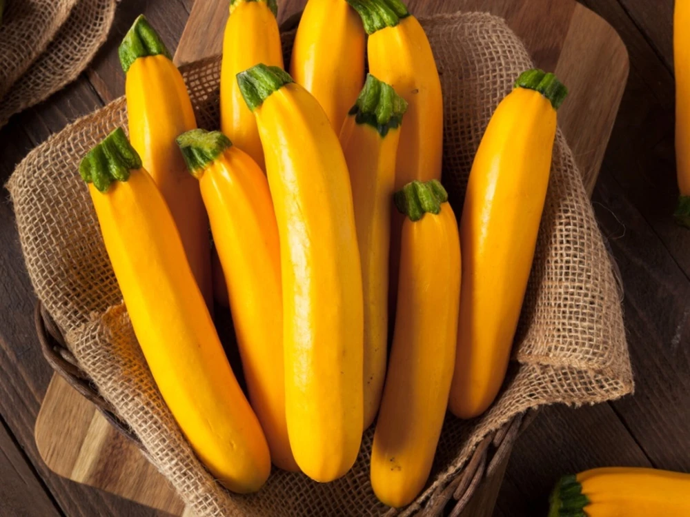 Golden Zucchini Summer Squash Seeds - Goldmine Variety, Annual, Outdoor - Image 2