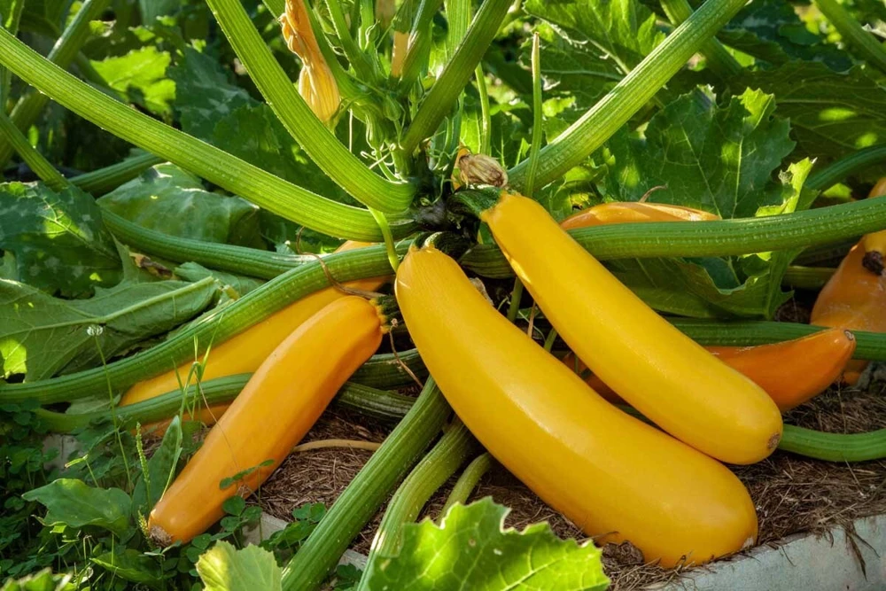 Golden Zucchini Summer Squash Seeds - Goldmine Variety, Annual, Outdoor - Image 1