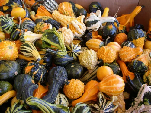 Gourd Seeds Mix - Large & Small Ornamental Varieties - Easy to Grow - Image 1