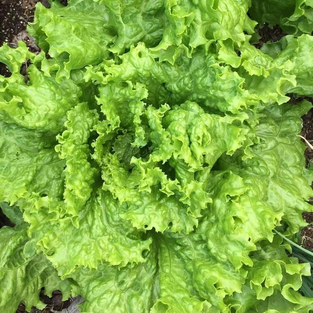 Grand Rapids Leaf Lettuce Seeds - Heirloom Salad Greens for Outdoor Growing - Image 1
